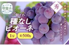【来年（2026年/令和8年）発送＜先行予約＞】 種なし ピオーネ 1房 約500g 先行予約 先行 予約 山梨県産 産地直送 フルーツ 果物 くだもの ぶどう ブドウ 葡萄 新鮮 人気 おすすめ 国産 贈答 ギフト お取り寄せ 令和8年発送分 山梨 甲斐市 AV-32