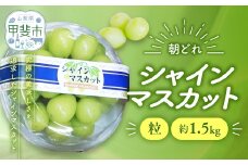 【来年（2026年/令和8年）発送＜先行予約＞】 ご家庭用 訳あり シャインマスカット 粒 1.5㎏ 先行予約 先行 予約 つぶつぶ 山梨県産 産地直送 フルーツ 果物 くだもの ぶどう ブドウ 葡萄 シャイン シャインマスカット 新鮮 人気 おすすめ 国産 贈答 ギフト お取り寄せ 朝どれ 山梨 甲斐市 AV-30