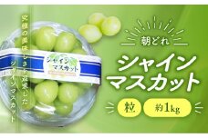 【2025年分発送】 ご家庭用 訳あり シャインマスカット 粒 1㎏ 減農薬 先行予約 先行 予約 山梨県産 国産 産地直送 人気 おすすめ 贈答 ギフト お取り寄せ フルーツ 果物 くだもの ぶどう ブドウ 葡萄 シャイン シャインマスカット わけあり ワケアリ 新鮮 甘い 皮ごと 山梨 甲斐市 AV-29