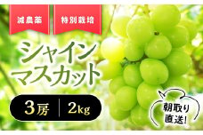 【来年（2026年/令和8年）発送＜先行予約＞】『特別栽培』自然塾夏のシャインマスカット 2㎏ ご家庭用 シャインマスカット 先行予約 先行 予約 山梨県産 国産 甲斐市 産地直送 人気 おすすめ 贈答 ギフト お取り寄せ フルーツ 果物 くだもの ぶどう ブドウ 葡萄 新鮮 甘い 皮ごと BM-4