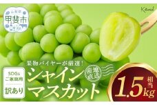 2025年発送 訳あり 約1.5㎏ SDGs シャインマスカット 山梨県産 国産 産地直送 人気 おすすめ 贈答 ギフト お取り寄せ フルーツ 果物 くだもの ぶどう ブドウ 葡萄 わけあり ワケアリ 新鮮 甘い 皮ごと 甲斐市 AD-279