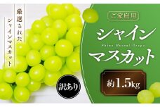 【2025年発送】 ご家庭用 シャインマスカット 約1.5㎏ 先行予約 先行 予約 山梨県産 産地直送 フルーツ 果物 くだもの ぶどう ブドウ 葡萄 シャイン 新鮮 人気 おすすめ 国産 不揃い 訳あり わけあり ワケアリ 糖度18～糖度20度 甲斐市 山梨 AN-130