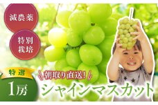 【2025年分発送】 減農薬 大粒 特選 シャインマスカット 1房 先行予約 先行 予約 山梨県産 産地直送 フルーツ 果物 くだもの ぶどう ブドウ 葡萄 シャイン シャインマスカット 新鮮 人気 おすすめ 国産 贈答 ギフト お取り寄せ 山梨 甲斐市 CF-7