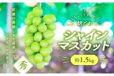 【2025年分発送】シャインマスカット　約1.5㎏　先行予約 先行 予約 山梨県産 産地直送 フルーツ 果物 くだもの ぶどう ブドウ 葡萄 シャイン シャインマスカット 新鮮 人気 おすすめ 国産 山梨 甲斐市 贈答 ギフト お取り寄せ 朝どれ　AV-35