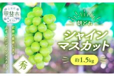 【来年（2026年/令和8年）発送＜先行予約＞】シャインマスカット　約1.5㎏　先行予約 先行 予約 山梨県産 産地直送 フルーツ 果物 くだもの ぶどう ブドウ 葡萄 シャイン シャインマスカット 新鮮 人気 おすすめ 国産 山梨 甲斐市 贈答 ギフト お取り寄せ 朝どれ　AV-35