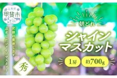 【来年（2026年/令和8年）発送＜先行予約＞】シャインマスカット　1房　約700ｇ　先行予約 先行 予約 山梨県産 産地直送 フルーツ 果物 くだもの ぶどう ブドウ 葡萄 シャイン シャインマスカット 新鮮 人気 おすすめ 国産 山梨 甲斐市 贈答 ギフト お取り寄せ 朝どれ AV-36