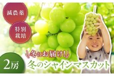 【来年（2026年/令和8年）発送＜先行予約＞】冬のシャインマスカット 減農薬 大粒 シャインマスカット 2房 先行予約 先行 予約 山梨県産 産地直送 フルーツ 果物 くだもの ぶどう ブドウ 葡萄 シャイン シャインマスカット クリスマス クリスマスシャインマスカット 新鮮 人気 おすすめ 国産 贈答 ギフト お取り寄せ 山梨 甲斐市 CF-10