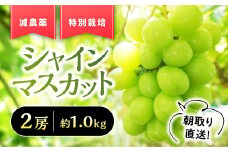 【2025年発送】『特別栽培』自然塾夏 シャインマスカット 約1㎏ 減農薬 先行予約 先行 予約 山梨県産 国産 産地直送 人気 おすすめ 贈答 ギフト お取り寄せ フルーツ 果物 くだもの ぶどう ブドウ 葡萄 新鮮 甘い 皮ごと BM-5