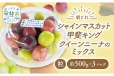 【来年（2026年/令和8年）発送＜先行予約＞】【ご家庭用つぶつぶ】ぶどう3種　約1.5㎏　先行予約 先行 予約 山梨県産 産地直送 フルーツ 果物 くだもの ぶどう ブドウ 葡萄 シャイン シャインマスカット 新鮮 人気 おすすめ 国産 山梨 甲斐市 AV-39