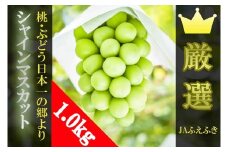 JAふえふきシャインマスカット2房（約1.0kg） 010-007
