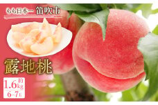 JAふえふき露地桃6-7玉（約1.6kg） 010-012