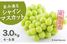 ＜25年発送先行予約＞＜発送＞さわやかに滴るシャインマスカット 約3.0kg以上 065-022 | シャインマスカット 発送 アミナチュール 3kg 笛吹市 山梨県 フルーツ 果物 ぶどう 葡萄 シャインマスカット おすすめ シャインマスカット 贈答 シャインマスカット ギフト 3kg 産地 期間限定 笛吹市 新鮮 種なし 高級 くだもの 国産 ぶどう 人気 国産 3.0kg ブドウ |