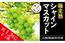 ＜25年発送先行予約＞☆絶品☆ シャインマスカット 2-3房約1.2kg 090-004  | シャインマスカット 発送 丸章青果 笛吹市 山梨 山梨県 種なし 完熟 フルーツ 果物 ぶどう 葡萄 シャインマスカット おすすめ 新鮮 贈答 ギフト 笛吹市 山梨  シャインマスカット 笛吹 葡萄 国産 ぶどう 人気 国産 1.2kg  1kg デザート 甘い 高級 くだもの ランキング |