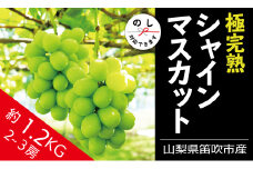＜25年発送先行予約＞☆絶品☆ シャインマスカット 2-3房約1.2kg 090-004  | シャインマスカット 発送 丸章青果 笛吹市 山梨 山梨県 種なし 完熟 フルーツ 果物 ぶどう 葡萄 シャインマスカット おすすめ 新鮮 贈答 ギフト 笛吹市 山梨  シャインマスカット 笛吹 葡萄 国産 ぶどう 人気 国産 1.2kg  1kg デザート 甘い 高級 くだもの ランキング |