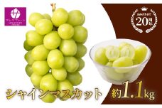 ＜25年発送先行予約＞シャインマスカット 約1.1kg以上 山梨県笛吹市一宮産 朝採り 産地直送  088-023 | シャインマスカット 発送 マルサ マルサフルーツ 笛吹市 山梨県 フルーツ 果物 ぶどう 葡萄 シャインマスカット おすすめ  贈答 山梨 山梨県笛吹市 産地 期間限定 笛吹市 笛吹 国産 ぶどう 人気 新鮮 種なし 高級 くだもの 1.1kg 完熟 ブドウ |