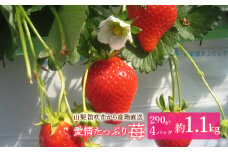 山梨から産地直送！愛情たっぷり苺♡　1.1kg 004-012