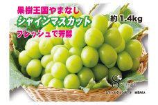 ＜25年発送先行予約＞フレッシュで芳醇シャインマスカット2-3房　約1.4kg★ 016-001 ｜ シャインマスカット 発送 フレッシュ 笛吹市 山梨県 フルーツ 果物 ぶどう 葡萄 大粒 おすすめ シャインマスカット 贈答 シャインマスカット ギフト 産地 期間限定 笛吹市 シャインマスカット 笛吹 葡萄 国産 ぶどう 人気 1キロ 国産シャイン マスカット 先行 予約 青果  |
