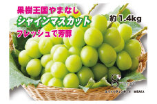 ＜25年発送＞フレッシュで芳醇シャインマスカット2-3房　約1.4kg★ 016-001 ｜ シャインマスカット 発送 フレッシュ 笛吹市 山梨県 フルーツ 果物 ぶどう 葡萄 大粒 おすすめ シャインマスカット 贈答 シャインマスカット ギフト 産地 期間限定 笛吹市 シャインマスカット 笛吹 葡萄 国産 ぶどう 人気 1キロ 国産シャイン マスカット 先行 予約 青果  |