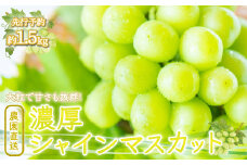 ＜25年発送先行予約＞農園直送！濃厚シャインマスカット 約1.5kg※クール便配送 109-002