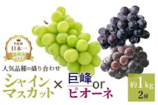 ＜25年発送先行予約＞厳選!! 池田青果の【大人気ぶどう2種盛り合わせ】シャインマスカット・巨峰 or ピオーネ（1.0kg） 173-002 | ぶどう 発送 笛吹市 山梨 山梨県 フルーツ 果物 葡萄 シャインマスカット 巨峰 ピオーネ おすすめ  贈答 2024 山梨 山梨県笛吹市 産地 期間限定 1kg 笛吹 葡萄 国産 ぶどう 人気 新鮮 種なし 高級 くだもの 完熟 ブドウ |