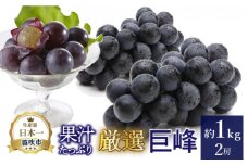 ＜25年発送先行予約＞厳選!! 池田青果の巨峰　1.0kg　2房 173-003