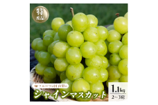 ＜25年発送＞シャインマスカット  1.1kg以上 2房～3房 154-008 | フルーツ 果物 高評価 人気 ランキング おすすめ 甘い 美味しい デザート 数量限定 送料無料 山梨県産 笛吹市　種なしぶどう 「販売」 KEIPE株式会社