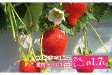 山梨から産地直送！大容量！愛情たっぷり苺♡　1.7kg 004-020