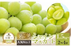 ＜25年発送先行予約＞厳選!!池田青果のシャインマスカット1.5~1.6 kg 2 房~4 房 173-007
