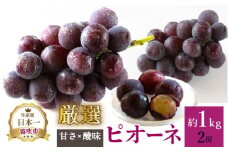 ＜25年発送先行予約＞厳選!! 池田青果のピオーネ　1.0kg　2房 173-008