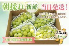 ＜25年発送先行予約＞山梨県産 シャインマスカット2.5kg以上（4～6房）大容量 180-003