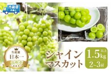 ＜25年発送先行予約＞笛吹市産 厳選シャインマスカット1.5kg以上 2～3房 111-014 |山梨県産 特大 大粒 フルーツ 果物 旬 シャイン マスカット 発送 期間限定 国産