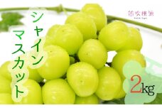 ＜25年発送先行予約＞朝どれ新鮮！シャインマスカット2kg 157-017