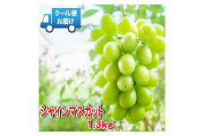 ＜2025年発送＞安心のクール便発送　収穫当日に産地直送　シャインマスカット 1.3kg (2房) 179-007