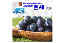 ＜2025年発送＞クール便発送　巨峰 1kg (2～3房) 179-008