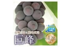 ＜2025年発送＞クール便発送　巨峰 1.2kg (2房) 179-021