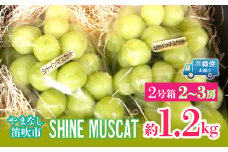 ＜25年発送＞シャインマスカット2号箱　約1.2kg（2～3房入） 214-001