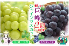 ＜25年発送先行予約＞【山梨県産 旬の果物 定期便】種無し巨峰 シャインマスカット 2回送り 180-008  ｜ぶどう 種無し 巨峰 たねなし 種なし シャインマスカット 発送 定期便 定期 笛吹市 山梨県 フルーツ 果物 ぶどう 葡萄 おすすめ フルーツ定期便  産地 笛吹市 笛吹 葡萄 国産 ぶどう 人気 国産 甘い ランキング 2回 期間限定 山梨県笛吹市 ｜