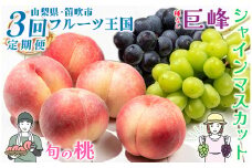 ＜25年発送先行予約＞【山梨県産 旬の果物 定期便】旬の桃 種無し巨峰 シャインマスカット 3回送り 180-010 ｜ぶどう 桃 種無し 巨峰 たねなし 種なし シャイン マスカット発送 定期便 定期 笛吹市 山梨県 フルーツ 果物 ぶどう 葡萄 おすすめ フルーツ定期便 3回定期便 桃 モモ 産地 笛吹市 もも 葡萄 国産 人気 国産 3回 期間限定 山梨県笛吹市 ｜
