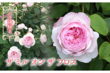 バラ鉢植え「ザ ミル オン ザ フロス」 057-037