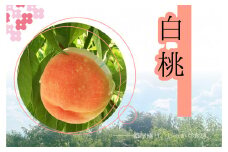 <25年発送先行予約>もぎたて！川中島白桃約1.8㎏ 157-032