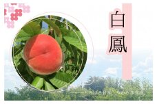【2026年発送★先行予約】もぎたて！日川白鳳約1.8㎏ 157-036-26y