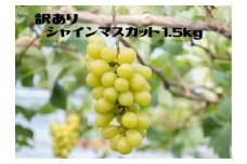 ＜25年発送先行予約＞【ご家庭用に】笛吹市産『訳ありシャインマスカット』1.5kg 167-013