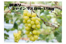 ＜25年発送＞【ご家庭用に】笛吹市産『訳ありシャインマスカット』1.5kg 167-013