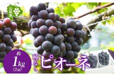 ＜2025年発送＞山梨県 笛吹市 ピオーネ2房 約1kg 177-6-001 ｜ピオーネ 葡萄 ぶどう 発送 山梨 笛吹市 果物 フルーツ 新鮮 旬 発送 ブドウ 国産 山梨 笛吹市 葡萄 高級 ぶどう 山梨県笛吹市 果物 葡萄 2025年発送 高級品種 ブドウ 先行 贈答用 贈答 ギフト｜