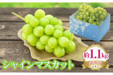 ＜25年発送先行予約＞シャインマスカット 約1.1kg 222-008-1 | シャインマスカット 発送 笛吹市 山梨県 フルーツ 果物 ぶどう 葡萄 大粒 シャインマスカット おすすめ シャインマスカット 贈答 ギフト 産地 笛吹市 シャインマスカット 山梨 笛吹 葡萄 国産 ぶどう 人気 国産 先行 予約 シャイン | 