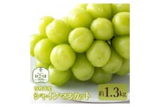 ＜25年発送先行予約＞笛吹市産 シャインマスカッ ト 約1.3kg 097-020