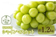 ＜25年発送＞笛吹市産 シャインマスカッ ト 約1.2kg 097-020