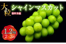 ＜25年発送先行予約＞笛吹市産　大粒ｼｬｲﾝﾏｽｶｯﾄ　1.2㎏(2～3房) 227-002