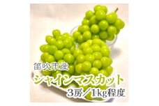 ＜25年発送先行予約＞こだわりの逸品!　甘さと香り際立つ山梨県産シャインマスカット3房(合計1kg程度) 229-002