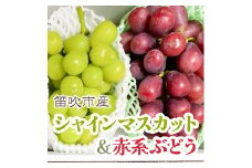 ＜25年発送先行予約＞シャインマスカット&赤系ぶどう 各1房(2房合計1kg程度)  229-004
